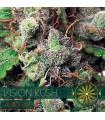 Vision Kush AutoFem