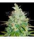 Afghan Kush x Black Domina (World of Seeds)