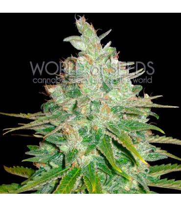 Afghan Kush x Black Domina (World of Seeds)