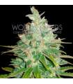 Afghan Kush x Black Domina