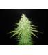 Afghan Kush x Black Domina (World of Seeds)