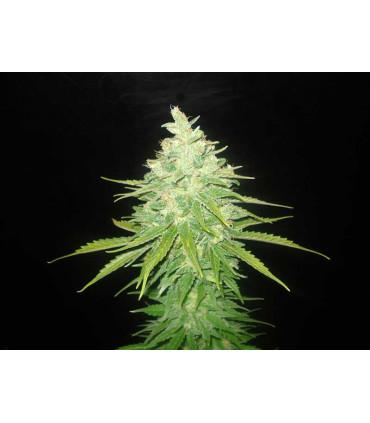 Afghan Kush x Black Domina (World of Seeds)