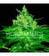Afgan Kush (World of Seeds)