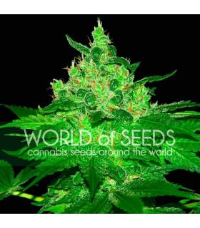 Afgan Kush (World of Seeds)
