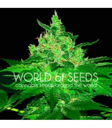Afgan Kush (World of Seeds)