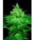 Afgan Kush (World of Seeds)