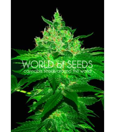 Afgan Kush (World of Seeds)