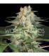 Afghan Kush Ryder (World Of Seeds)
