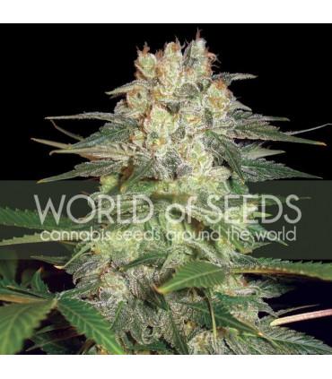 Afghan Kush Ryder (World Of Seeds)