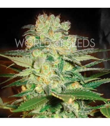 Afghan Kush x White Widow (World Of Seeds)