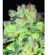 Afghan Kush x White Widow (World Of Seeds)