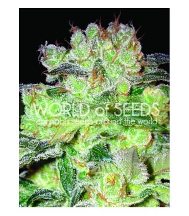 Afghan Kush x White Widow (World Of Seeds)