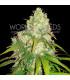 Afghan Kush x Yumbolt (World Of Seeds)