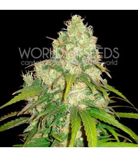 Afghan Kush x Yumbolt (World Of Seeds)