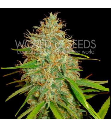 Afghan Kush x Skunk (World Of Seeds)