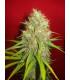 Afghan Kush x Skunk (World Of Seeds)