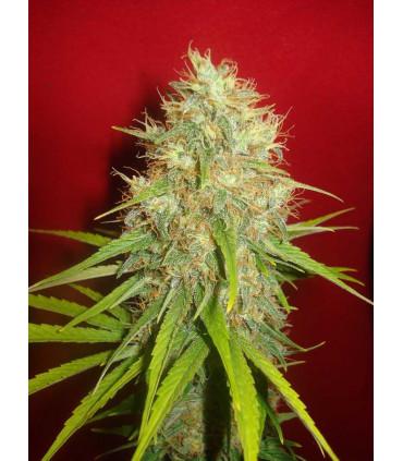 Afghan Kush x Skunk (World Of Seeds)
