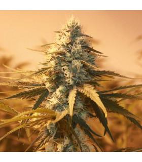 AK 48