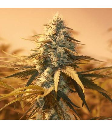 AK 48
