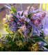 Aurora Indica