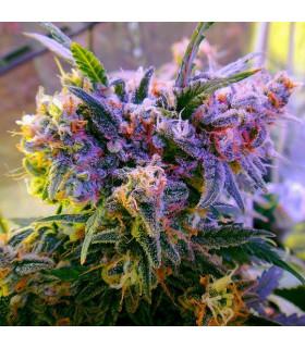 Aurora Indica