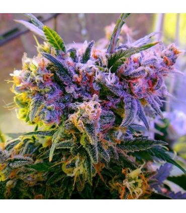 Aurora Indica