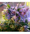Aurora Indica