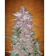 Blackberry (FastBuds)