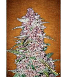 Blackberry (FastBuds)