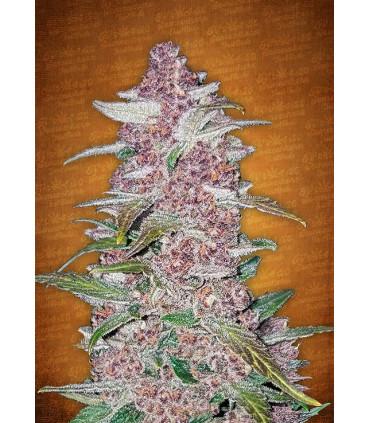 Blackberry (FastBuds)