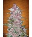 Blackberry Auto