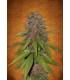 C4 (Fast Buds)
