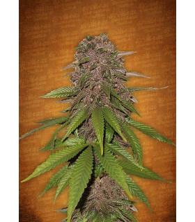 C4 (Fast Buds)