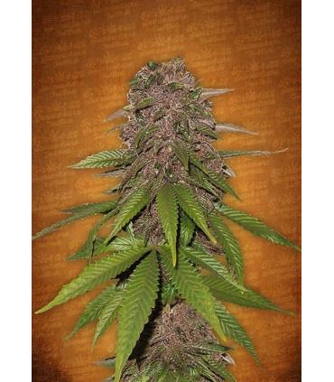 C4 (Fast Buds)