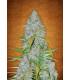 Californian Snow (FastBuds)