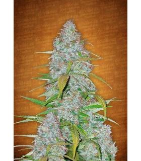 Californian Snow (FastBuds)
