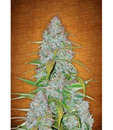 Californian Snow (FastBuds)