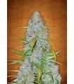 Californian Snow Auto