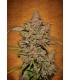 Crystal Meth (FastBuds)
