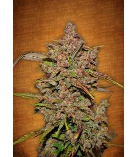 Crystal Meth (FastBuds)