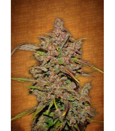 Crystal Meth (FastBuds)