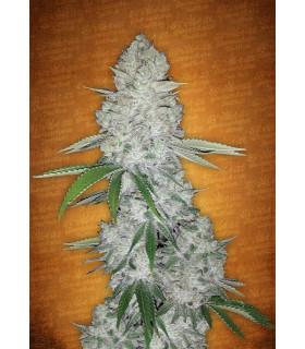 Gorilla Glue Auto (FastBuds)