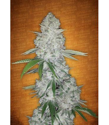 Gorilla Glue Auto (FastBuds)