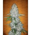 Gorilla Glue Auto