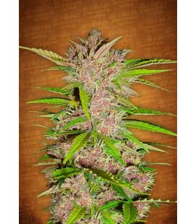 Festberry (FastBuds)