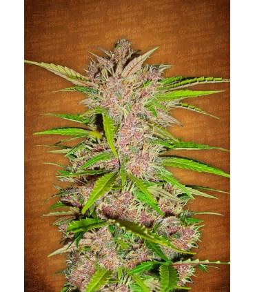 Festberry (FastBuds)