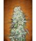 G14 (FastBuds)