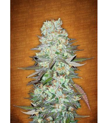 G14 (FastBuds)