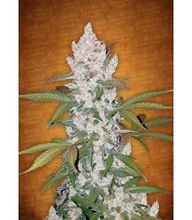 Girl Scout Cookies (FastBuds)
