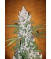 Girl Scout Cookies